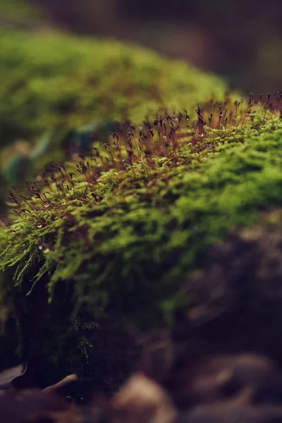 Moss na lesní půdě — Stock fotografie