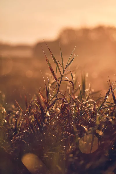 Foglie alla luce del mattino — Foto Stock