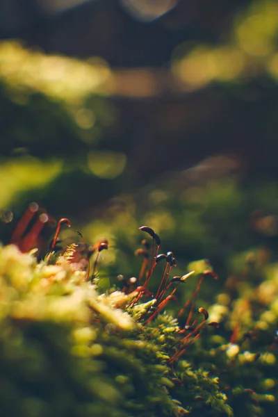 Makroaufnahme von Moos auf dem Waldboden — Stockfoto
