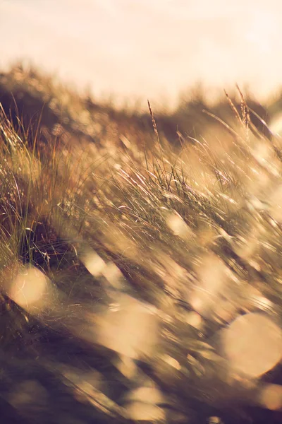 Gras auf Dünen an der Küste bei Sonnenschein — Stockfoto