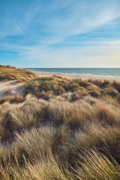 Danish North sea coast in summer sunlight — Stockfoto