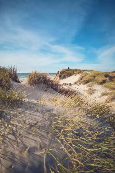 Dunes at the north sea coast in warm sunshine — Zdjęcie stockowe