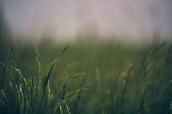 Kapky na zelené trávě po deštivém dni — Stock fotografie