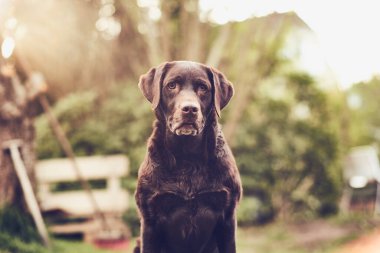Kahverengi Labrador kameranın önünde oturuyor.