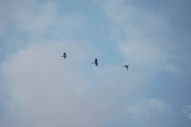 Mavi gökyüzünde uçan balıkçıl sürüsü
