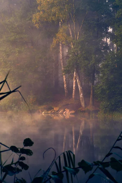 Misty Morning at a lake in the Woods — Stock Photo, Image