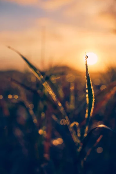 Leaves Morning Light High Quality Photo — Stock Photo, Image