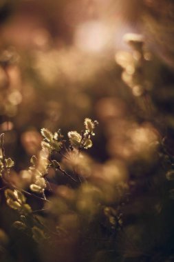 Pussy willows in the evening sunshine. High quality photo