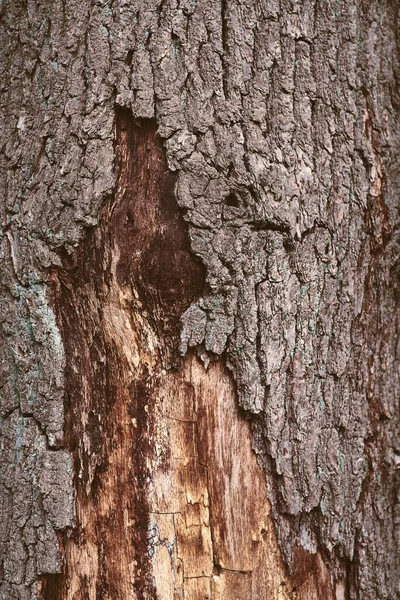 Brakuje Częściowo Kory Drzewie Wysokiej Jakości Zdjęcie — Zdjęcie stockowe