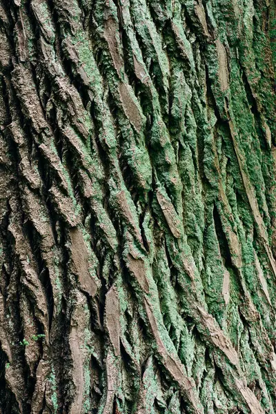 Corteza Árbol Estructurada Con Musgo Creciendo Ella Foto Alta Calidad — Foto de Stock