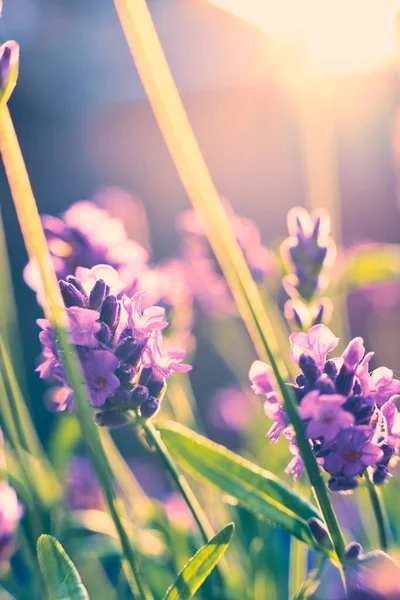 Großaufnahme Von Lavendel Der Sonnenlicht Blüht Hochwertiges Foto — Stockfoto