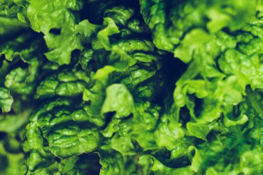 Yeşil Salata Kapanış Arkaplanı. Yüksek kalite fotoğraf