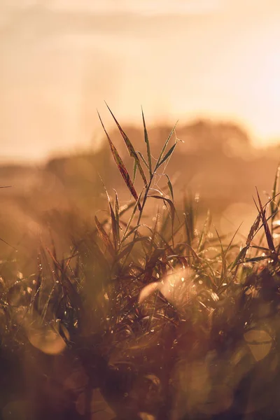 Parte Canna Alla Luce Del Mattino Foto Alta Qualità — Foto Stock