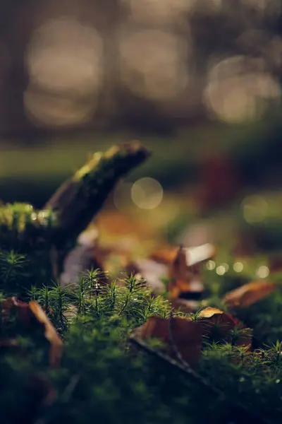 Muschio Sul Terreno Della Foresta Con Luce Solare Foto Alta — Foto Stock