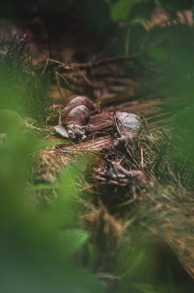 Caracóis Romanos Jardim Foto Alta Qualidade — Fotografia de Stock