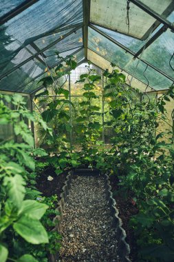 Serada yetişen bitkiler. Yüksek kalite fotoğraf