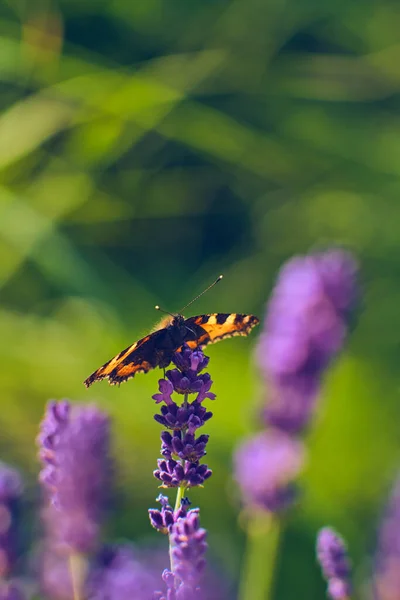Бабочка Пьет Нектар Цветка Лаванды Высокое Качество Фото — стоковое фото
