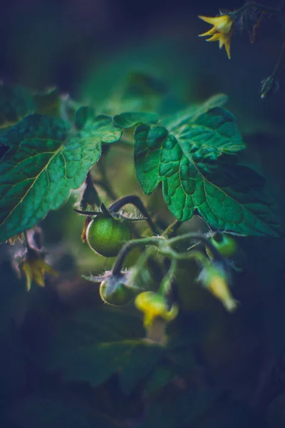 Kleine Grüne Tomaten Wachsen Garten Hochwertiges Foto — Stockfoto