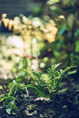 Bahar güneşinde küçük bir eğrelti otu. Yüksek kalite fotoğraf