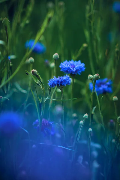 Tiefblaues Kornblumenfeld Hochwertiges Foto — Stockfoto