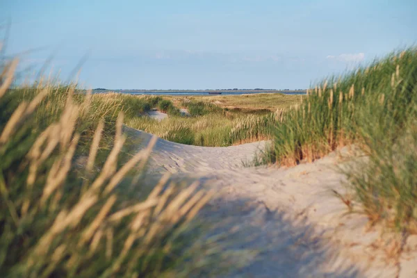 Dunes German North Sea Coast Summer Sunlight High Quality Photo — Stock Photo, Image