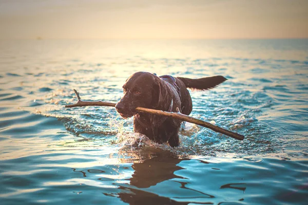 Dog Fetching Stick Ocean High Quality Photo — Stock Photo, Image