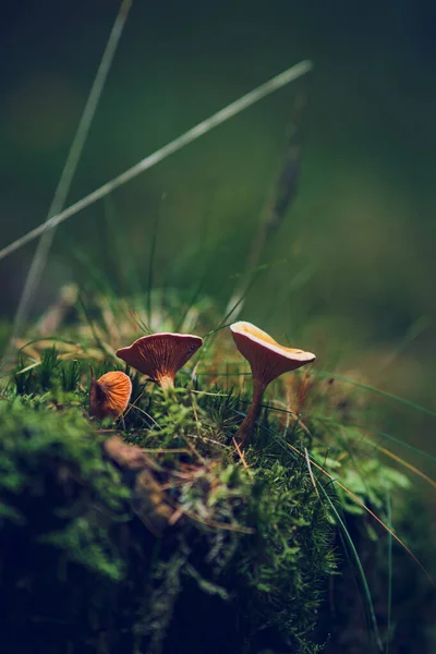 Chanterelles Growing Wild High Quality Photo — Φωτογραφία Αρχείου