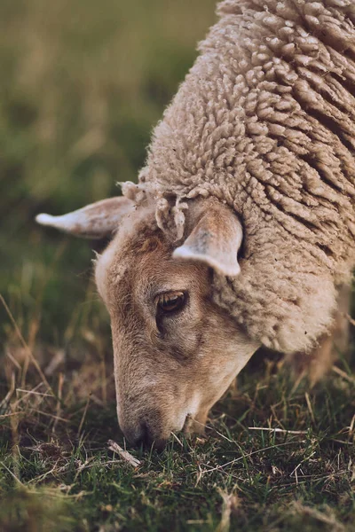 Sheep Eating Grass Close High Quality Photo — Stockfoto
