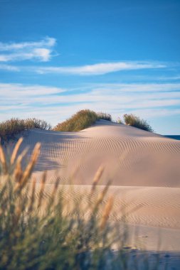 untouched Dunes at the danish Coast. High quality photo