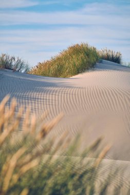 Sanddune at the danish coast. High quality photo