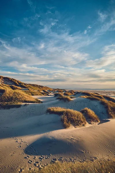 Dunes Sunset Danish North Sea Coast High Quality Photo — Zdjęcie stockowe