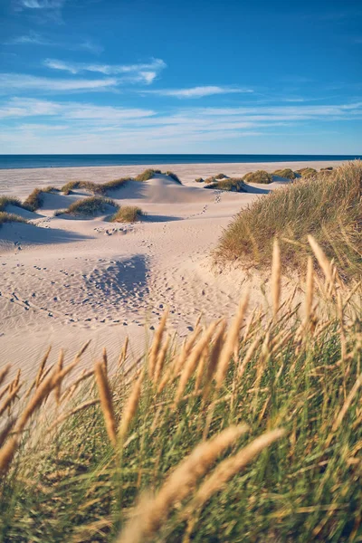 Beach Gras Dunes North Sea Denmark High Quality Photo — Zdjęcie stockowe