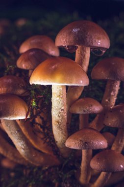 Ormanda yetişen küçük mantarlar. Yüksek kalite fotoğraf