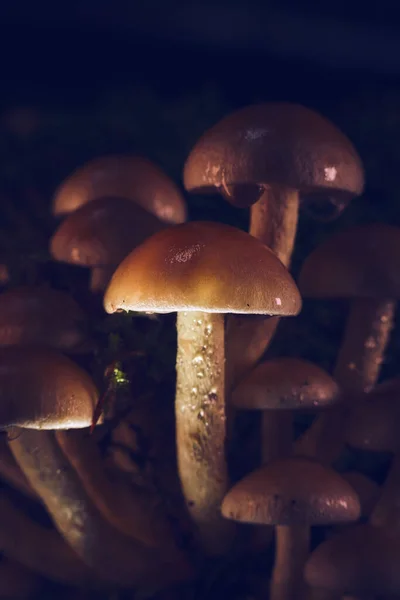 Macro Shot Van Kleine Paddenstoelen Die Groeien Het Bos Hoge — Stockfoto