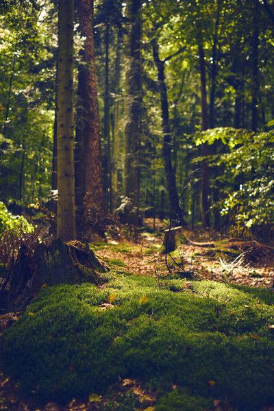 Мосс покрыл лес. Высокое качество фото