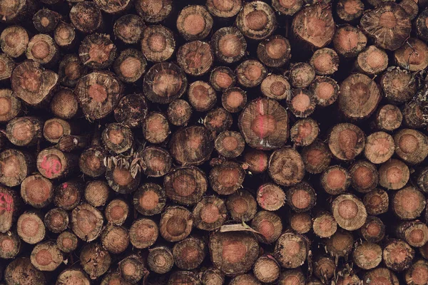 wood logs piled up looking at cross section. High quality photo