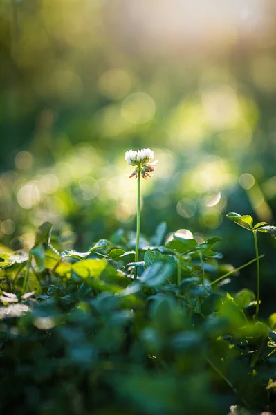 Fiore Trifoglio Singolo Sotto Sole Foto Alta Qualità — Foto Stock