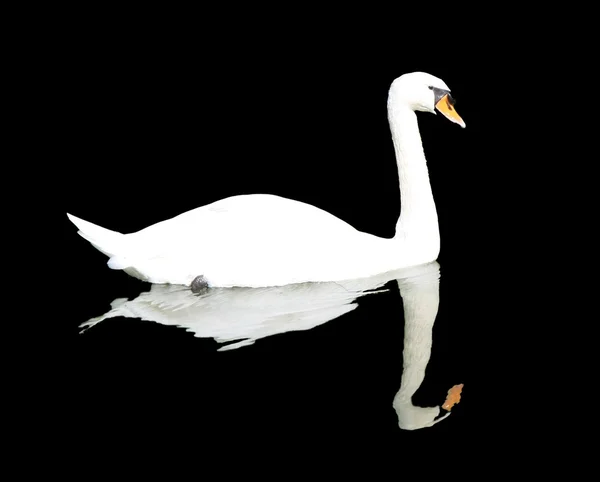 Cygne — Photo