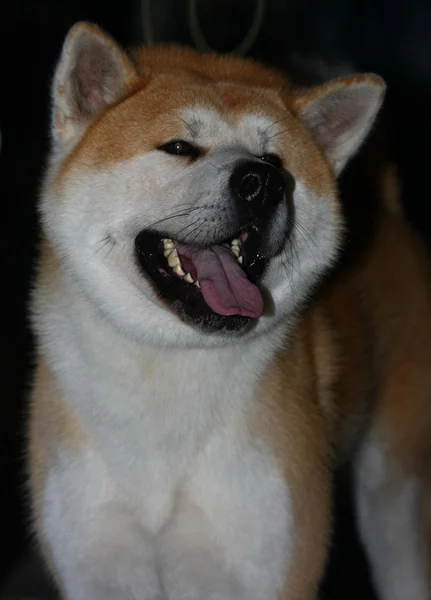 Akita. — Foto de Stock