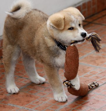 Akita Inu