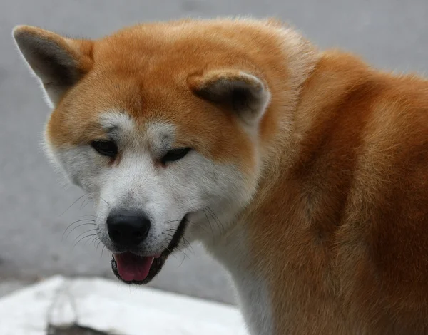 Akita portrait — Stock Photo, Image