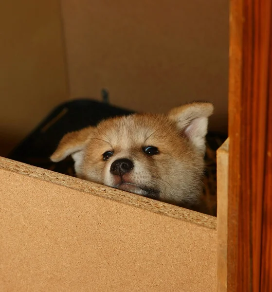 Akita inu — Fotografia de Stock