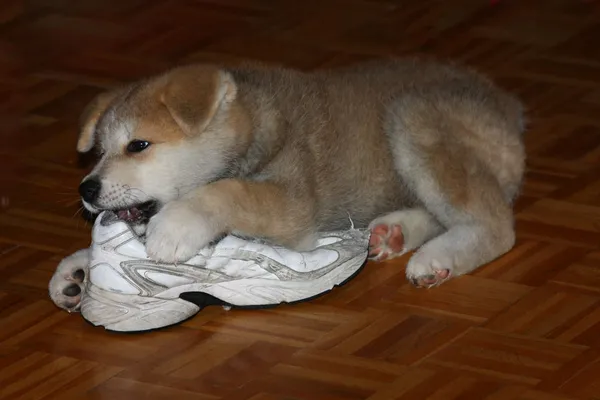 Akita inu — Stockfoto