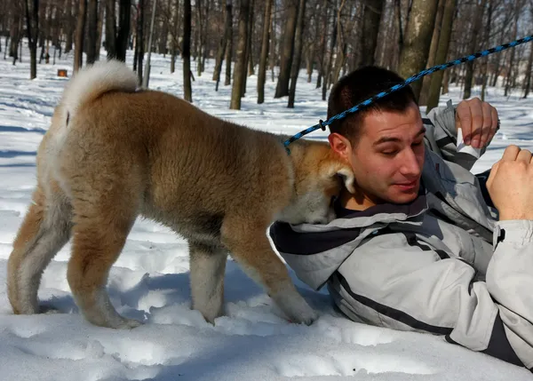 Akita Inu — Stock Photo, Image