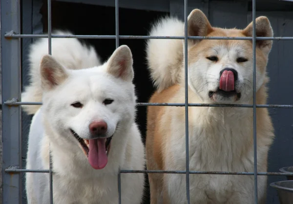 Akita inu — Stock fotografie