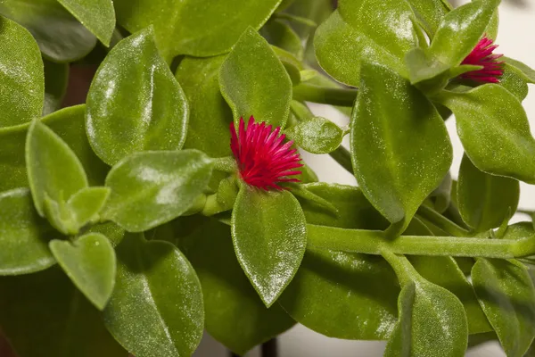 Purslane de inverno — Fotografia de Stock