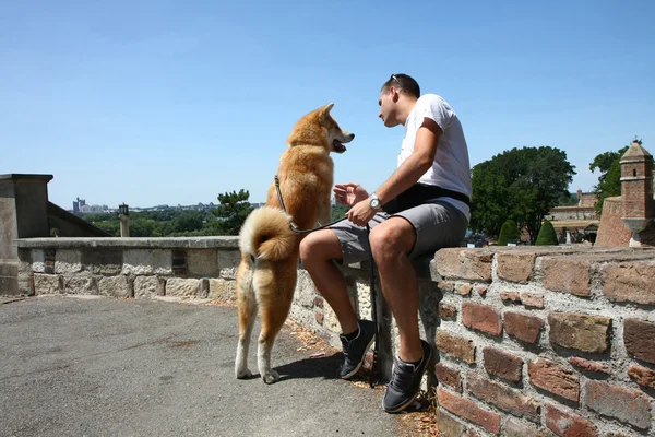 Akita inu — Fotografia de Stock