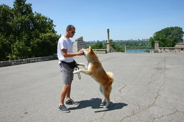 秋田犬 — ストック写真