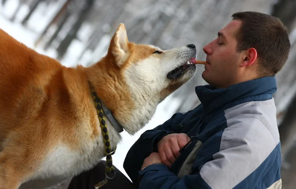 Akita inu — Stock fotografie