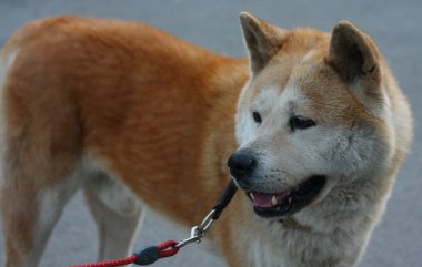Akita Inu